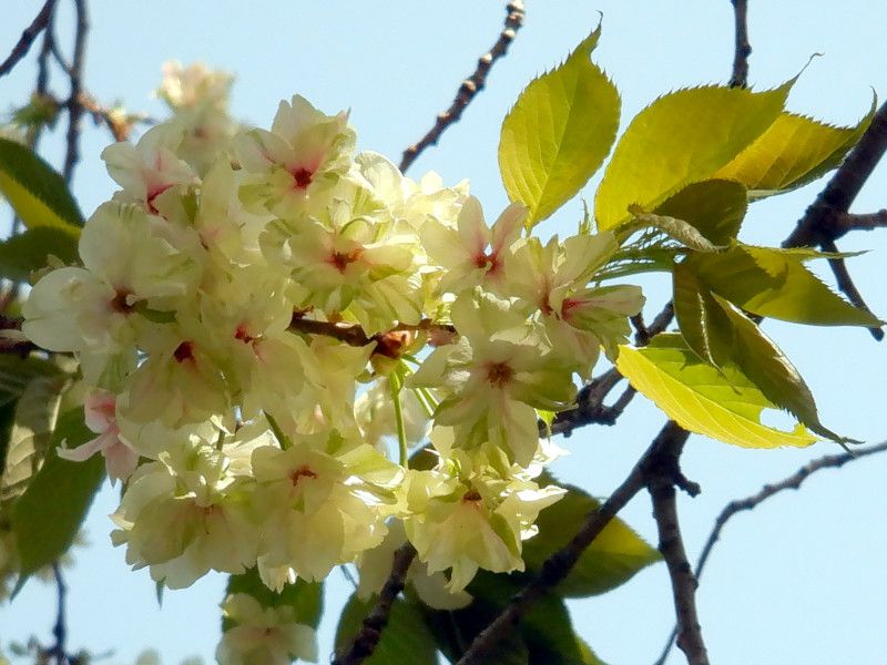hoa anh dao 桜 Sakura nhat ban