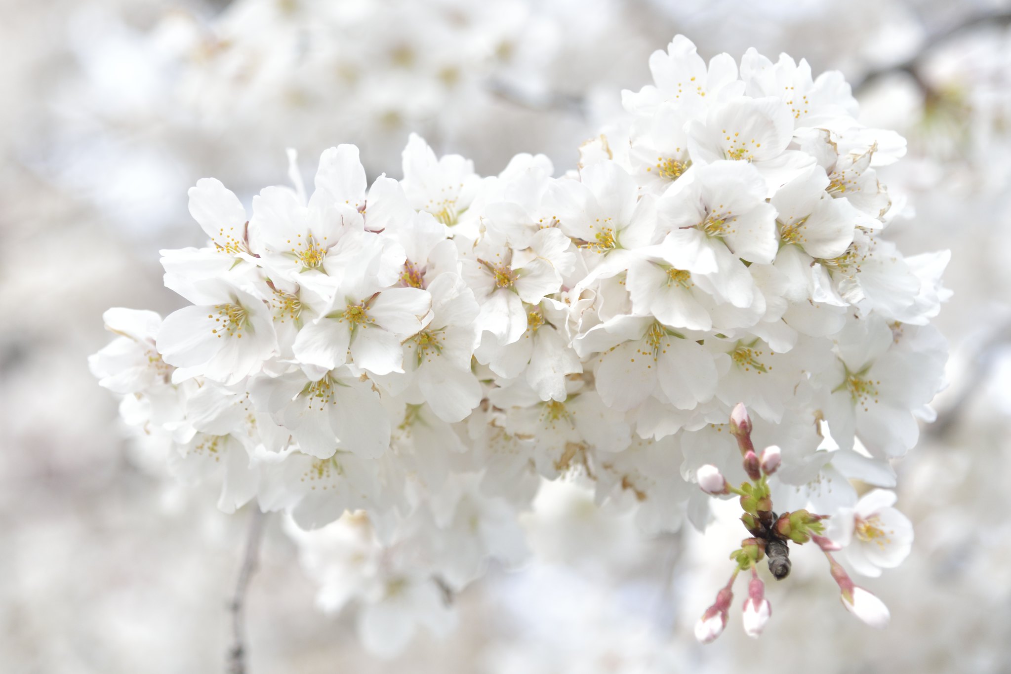 hoa anh dao 桜 Sakura nhat ban