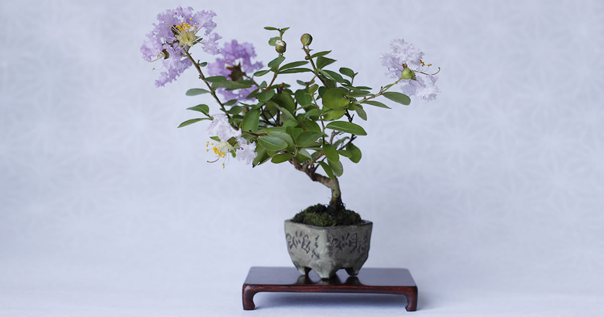 hoa bang lang Lagerstroemia speciosa