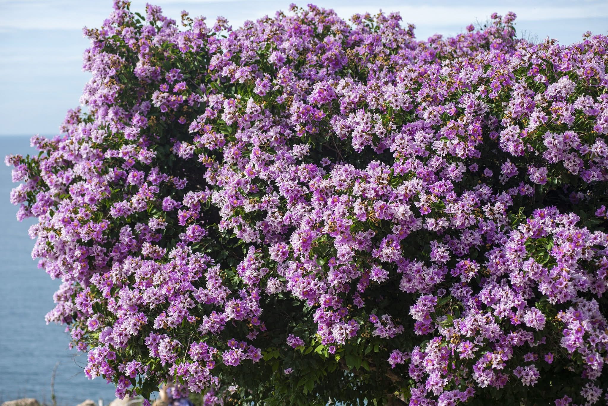 Lagerstroemia speciosa
