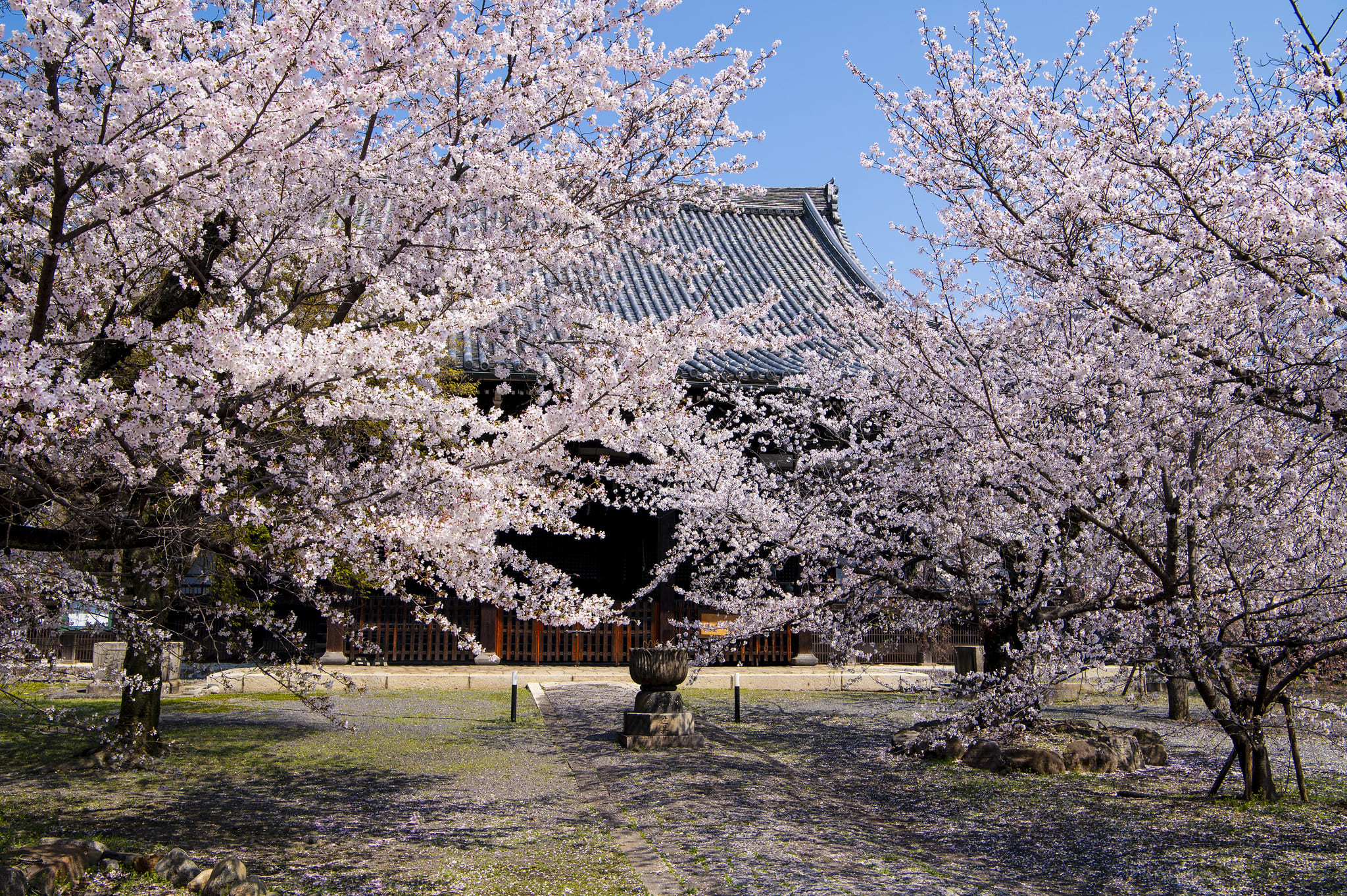 hoa anh dao 桜 Sakura nhat ban