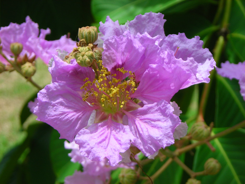 Lagerstroemia speciosa