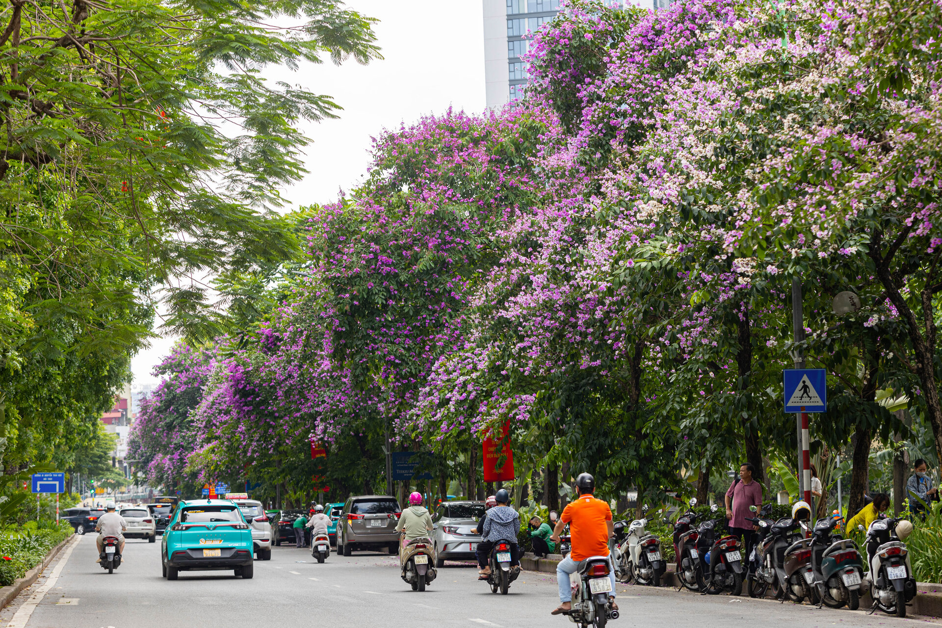 hoa bang lang Lagerstroemia speciosa