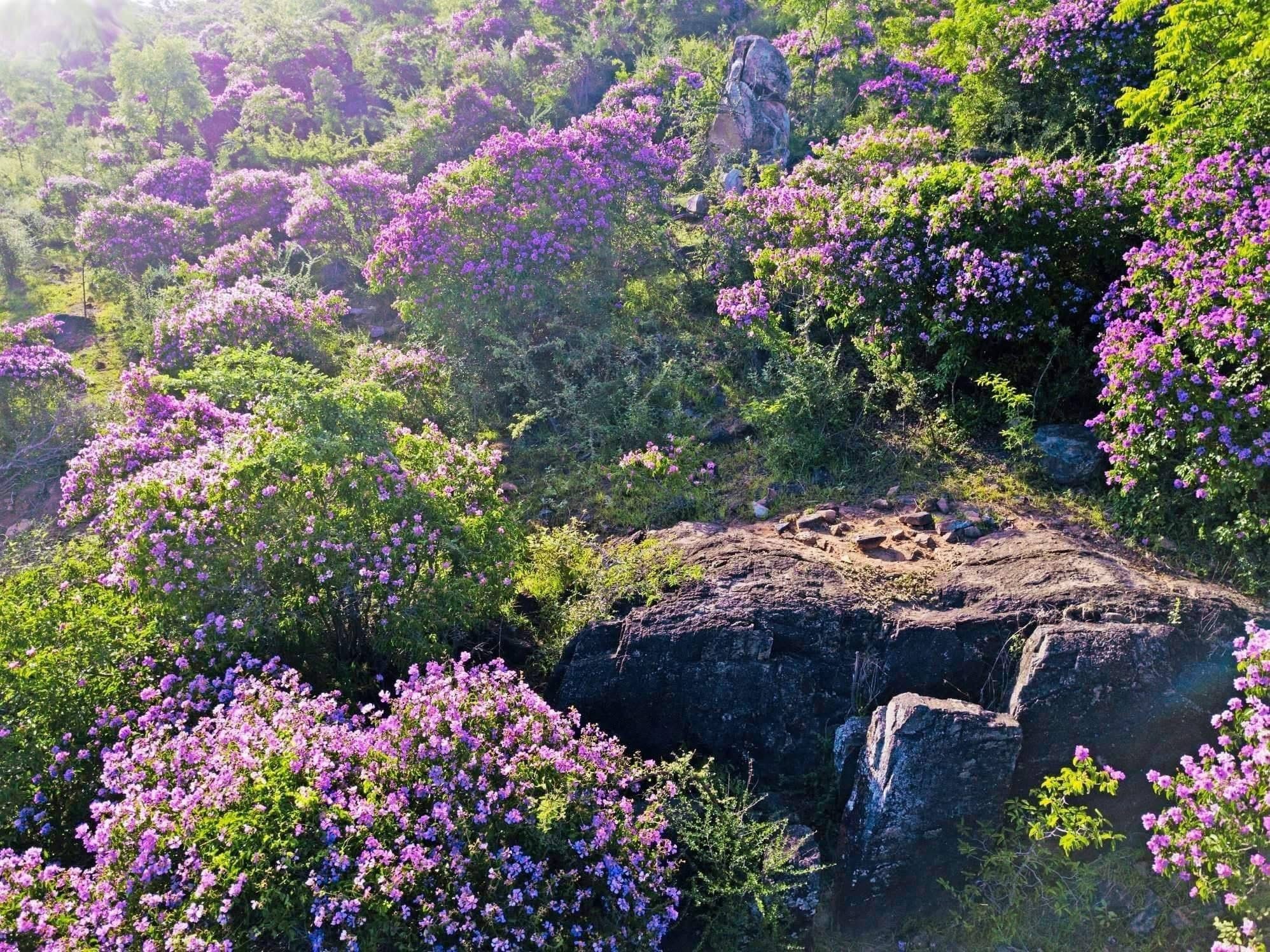 Lagerstroemia speciosa