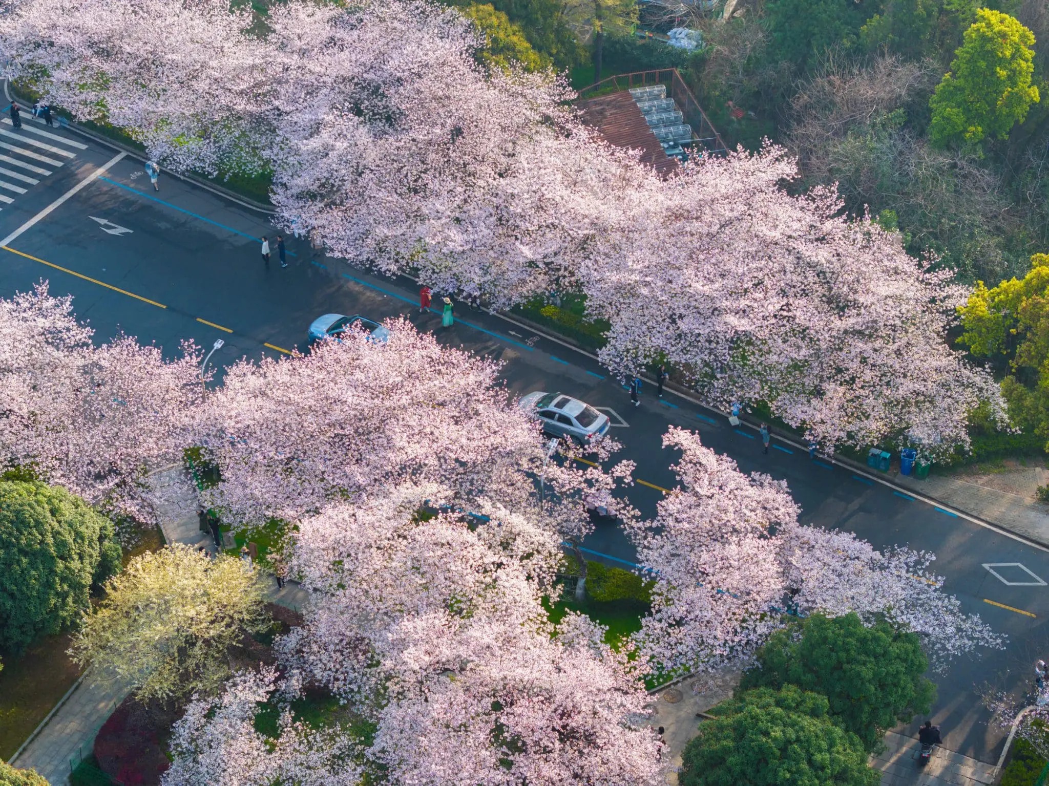 桜 Sakura nhat ban
