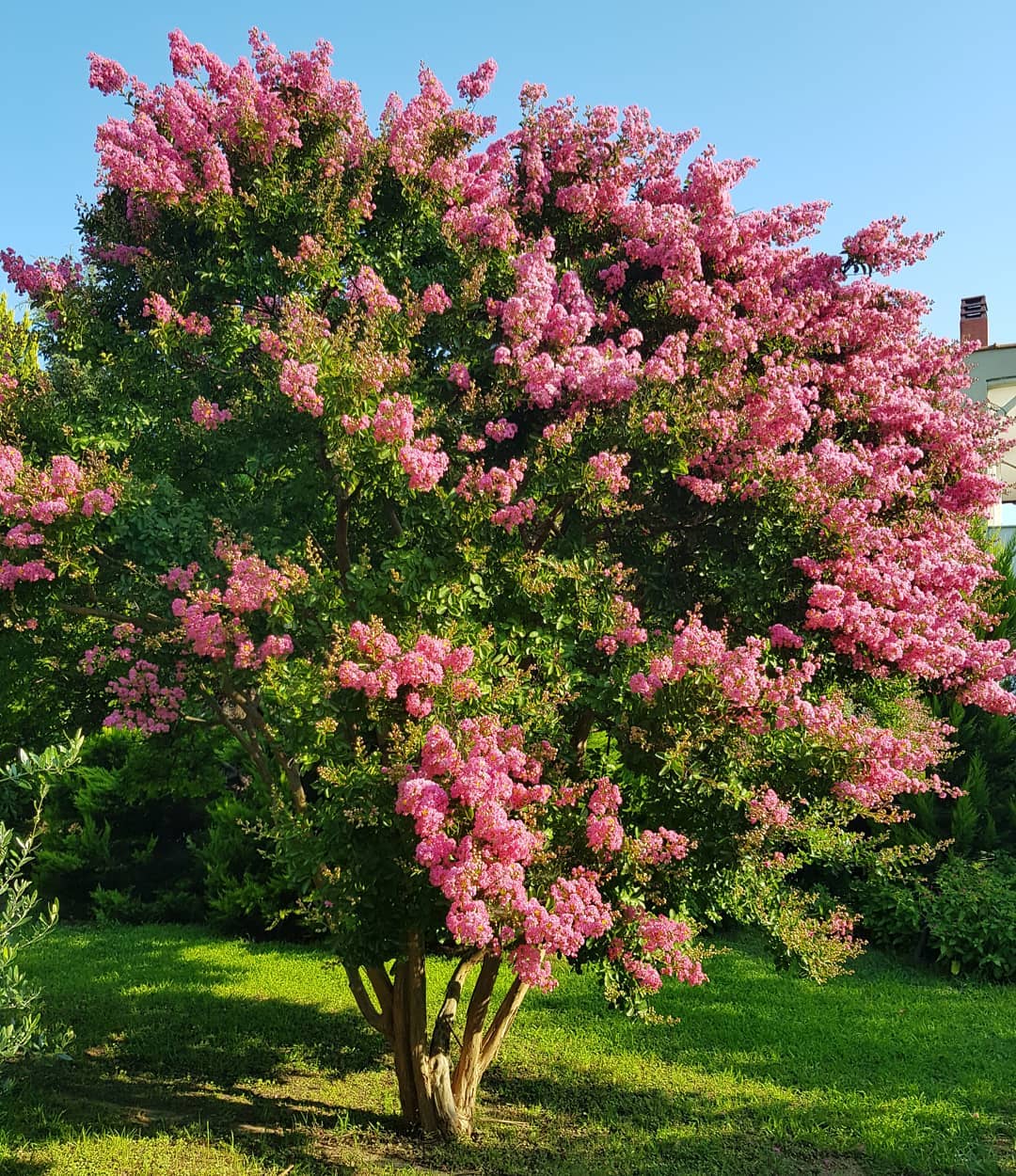 hoa bang lang Lagerstroemia speciosa