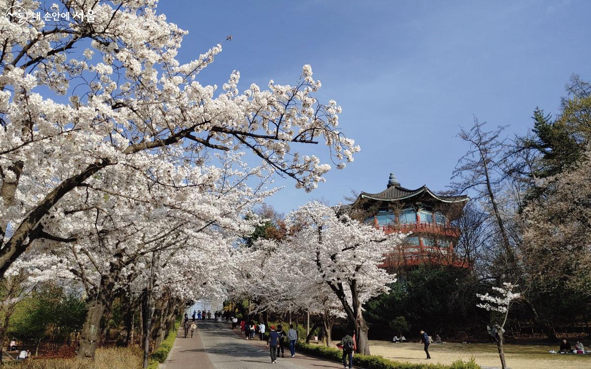 hoa anh dao 桜 Sakura nhat ban
