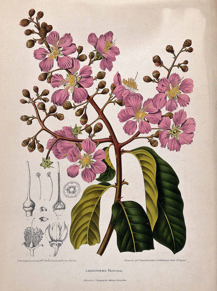 Lagerstroemia speciosa
