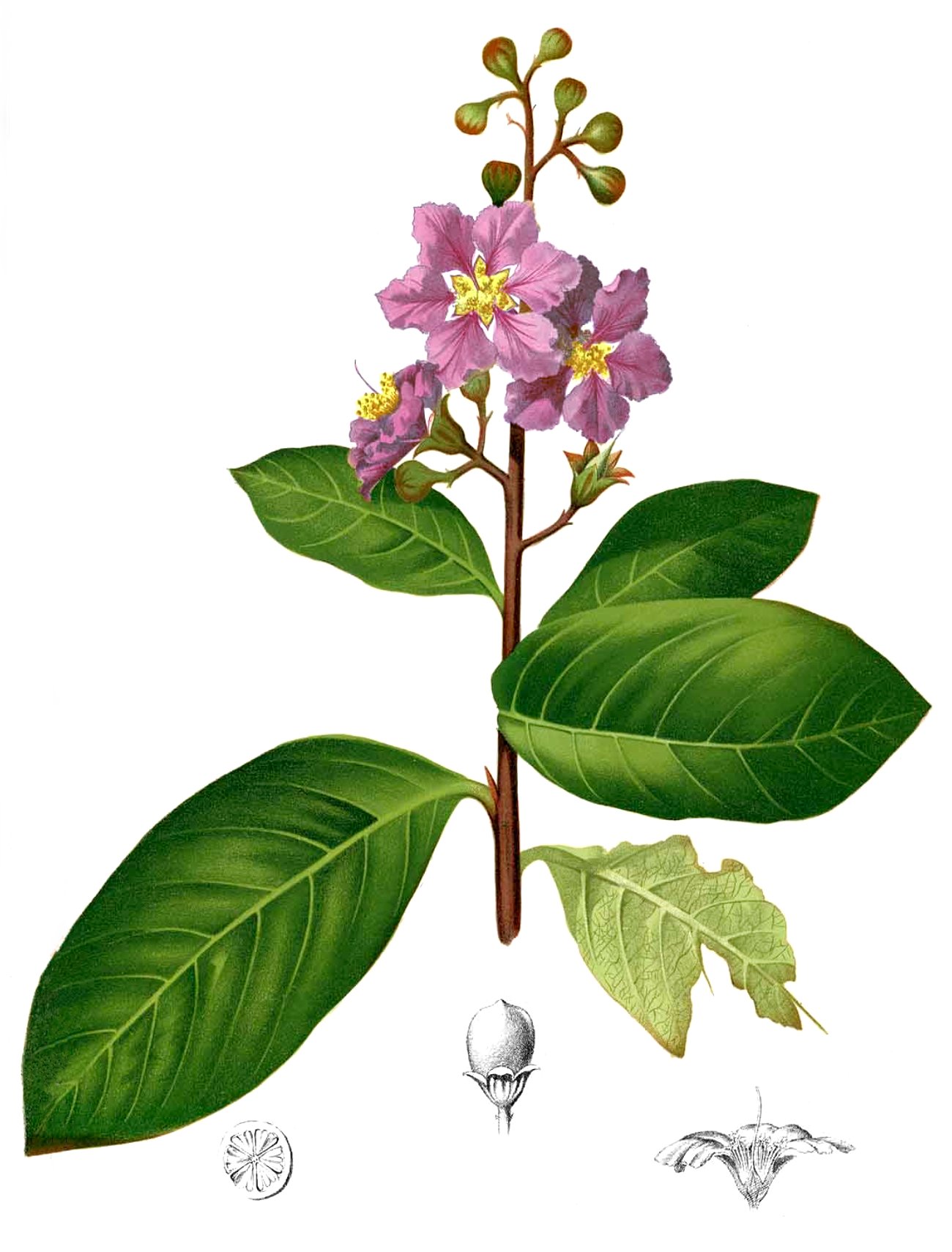 hoa bang lang Lagerstroemia speciosa