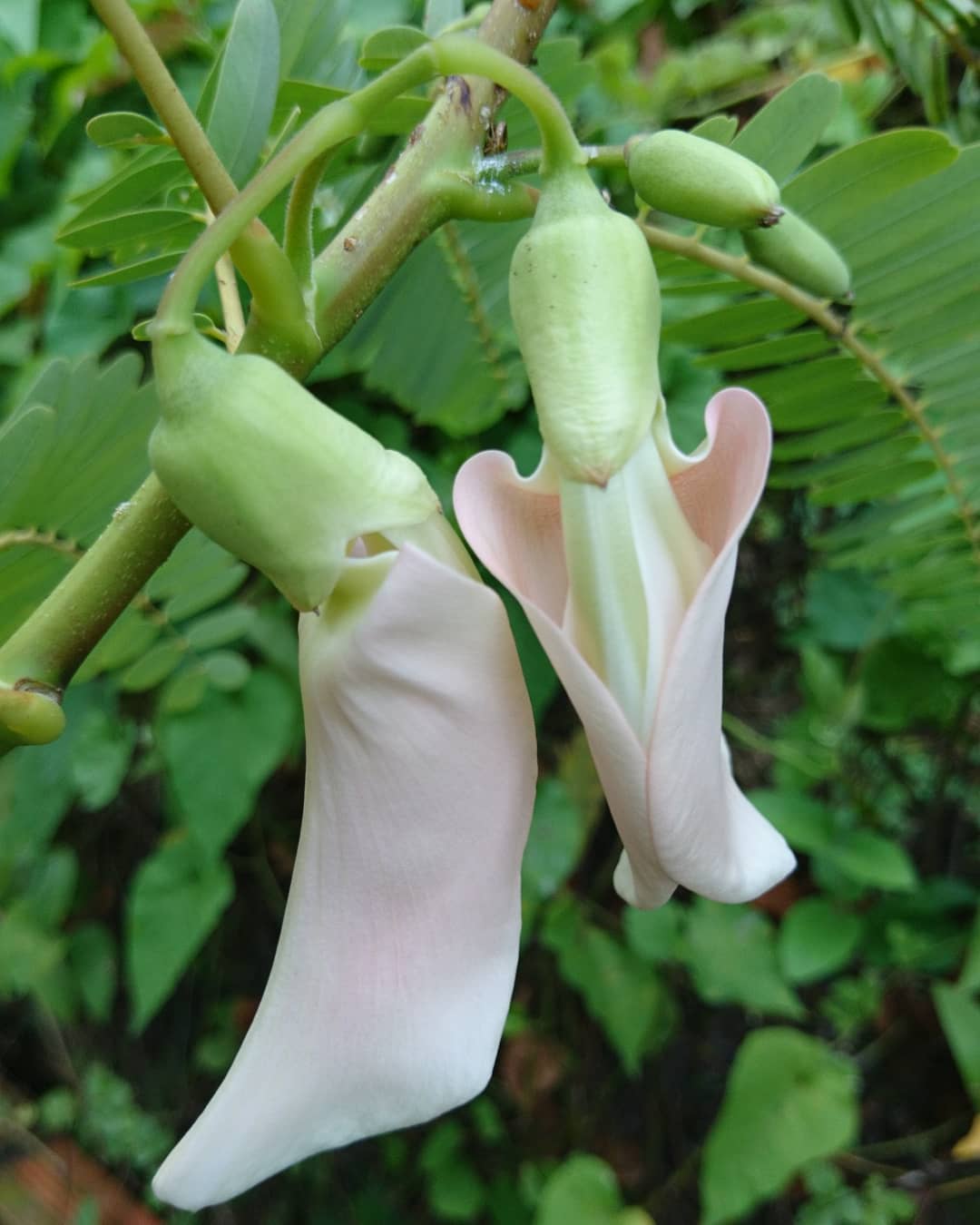 dong bang song cuu long bong dien dien bong bi bong so dua
