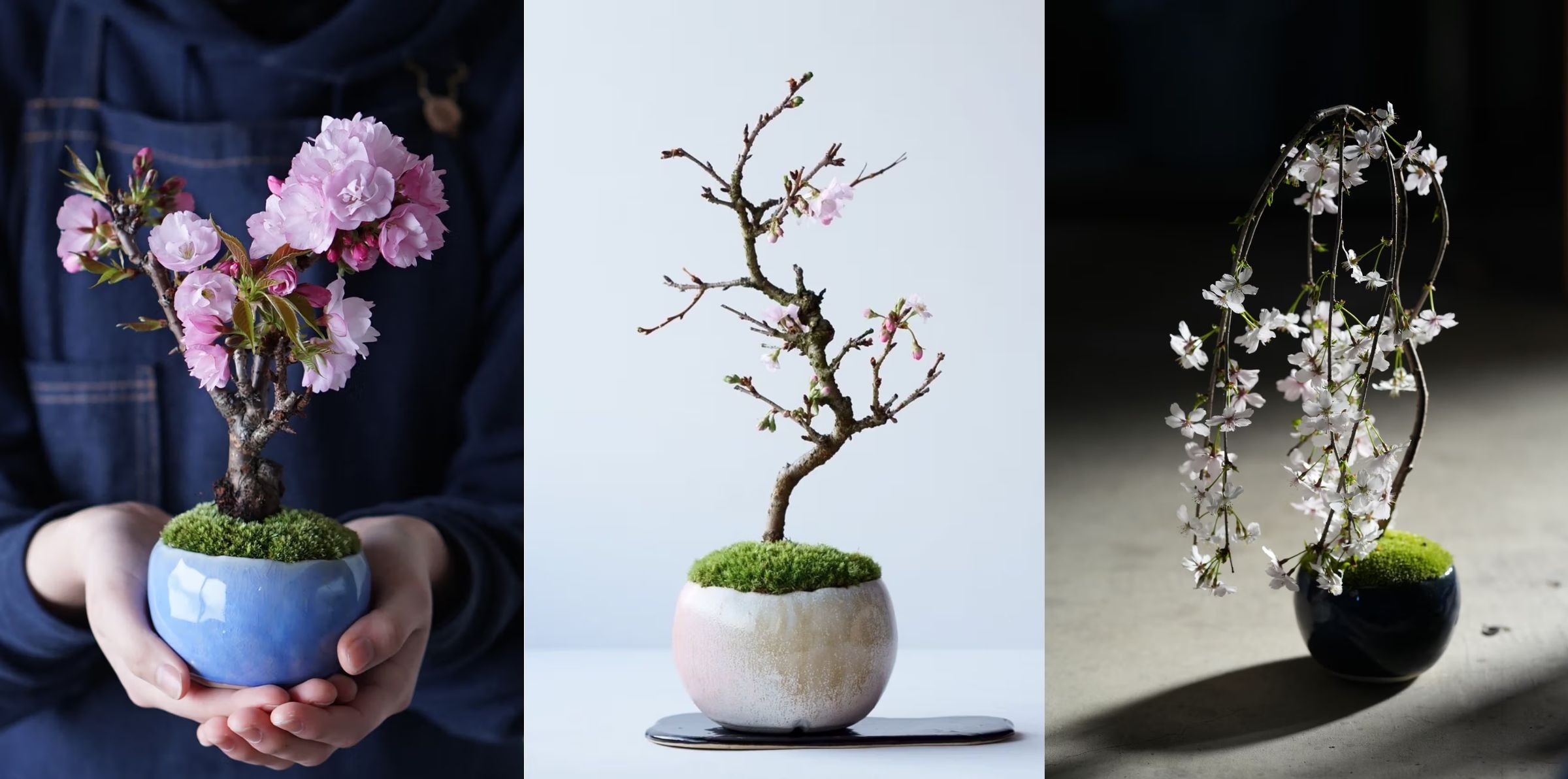 asahiyama sakura bonsai