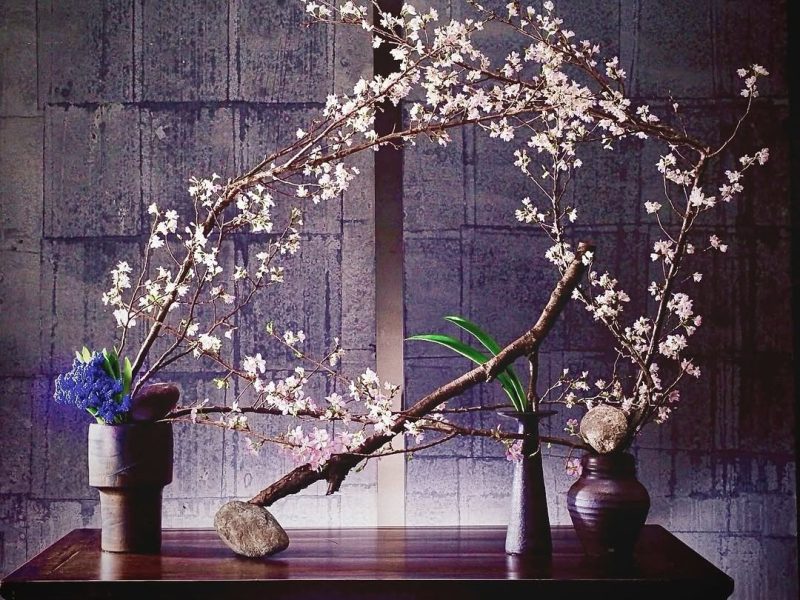 Hoa anh đào: Nét đẹp mong manh của mùa xuân