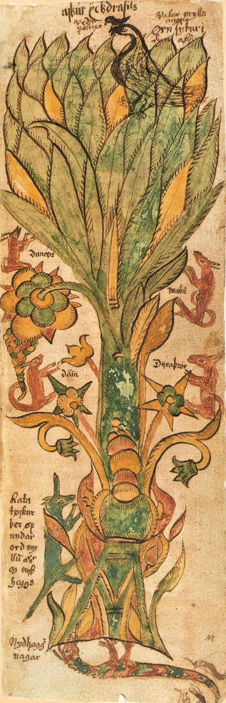 than thoai Nordic odin thor loki hoa tiet nut that knots Albrecht Dürer